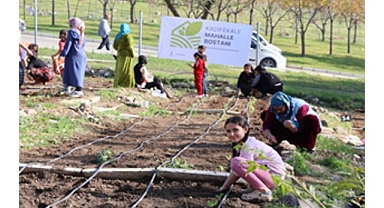 Mahalle bostanlarında kış dikimleri başladı